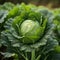 A vibrant green cabbage grows amidst a lush field, bathed in soft sunlight, ai generated