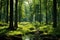 A vibrant green forest with diverse flora and tall majestic trees