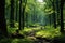 A vibrant green forest with diverse flora and tall majestic trees