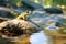 A vibrant green frog, possibly a Dendropsophus molitor, sits on a mossy rock in a flowing stream