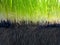 Vibrant green grass grow from ground macro