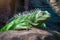 a vibrant green iguana sunbathing on a rock