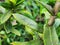 Vibrant Green Ixora Leaves: A Close-Up Botanical Portrait