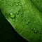 Vibrant Green Leaf With Water Drops: A Symbolic Close-up