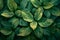 Vibrant Green Leaves Pattern, Nature Inspired Minimalist Art. Concept Nature-Inspired Art, Green
