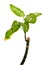 Vibrant green leaves with white spots of Dieffenbachia plant growing from the top of the broken main stem isolated on white