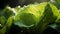 Vibrant green lettuce leaves with glistening water droplets, macro shot with canon eos r