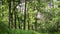 Vibrant green meadow in mixed forest in summer