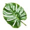 Vibrant Green Monstera Leaf Isolated on White Background.
