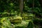 Vibrant green moss on stones and pine wood roots in harsh sunlight