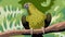 Vibrant Green Parrot in the Lush Jungle - Vector Illustration
