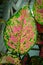 Vibrant green and pink aglaonema houseplant leaves