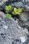 Vibrant, green plant growing amidst a grey, rocky environment