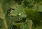 Vibrant green plant with lush foliage with water droplets on its leaves