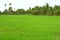 Vibrant green rice plants growing in the paddy field with banana trees and palm trees in the backdrop