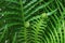 Vibrant Green Rolling Young Fern Leaves for background or banner