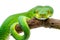 Vibrant Green Snake on Branch