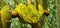 Vibrant green snake is coiled around a branch of a tree in the Toronto Zoo