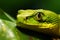 Vibrant green snake curled up on a lush jungle tree branch in a stunningly detailed macro shot