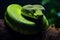 Vibrant green snake on jungle tree branch detailed macro shot with mesmerizing details