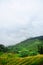 Vibrant green Terraced of tea plantation on the hill