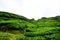 Vibrant green Terraced of tea plantation on the hill