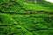 Vibrant green Terraced of tea plantation on the hill