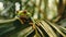 Vibrant green tree frog with orange feet and red eyes, perched on a lush green leaf.