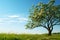 Vibrant green tree, intricate branches, white flowers, under clear blue sky