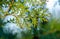 Vibrant green tree with lush foliage illuminated by light