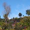 Vibrant green tropical plants and trees with colorful buildings in monte above funchal in madeira with a bright sunlit sky