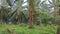 vibrant green vegetation landscape at the plantation.