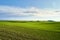 Vibrant green wheat fields on rolling hills under clouds of sunny sky. Serene pastoral landscape of young cereal plant,