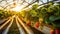 Vibrant greenhouse grown strawberries an organic farming concept captured beautifully