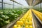 Vibrant greenhouse with rows of ripe yellow bell peppers glistening in warm sunlight