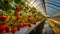 Vibrant greenhouse strawberries organic farming concept, sony a1, wide angle lens, golden hour