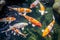 A vibrant group of koi fish swimming elegantly in a serene pond full of lush foliage, A group of elegant koi carp in a tranquil