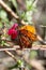 Vibrant Gulf fritillary or passion butterfly (Dione vanillae) perched on a bright pink flower