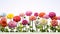 Vibrant Hallyu Style Zinnia Field On White Background