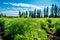 Vibrant harvest of fresh dill from a modern green plantation on a bright sunny day