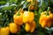Vibrant harvest of healthy organic yellow bell peppers growing on a lush plantation