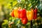 Vibrant harvest of healthy organic yellow and red bell peppers growing on a lush plantation