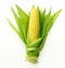 Vibrant Harvest: A Stunning Display of Yellow and Green Corn on a Crisp White Background