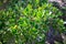 Vibrant and healthy green leaves of a bush on Cape Point. Sunlight gently falling on each leaf.