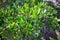 Vibrant and healthy green leaves of a bush on Cape point. Sunlight gently falling on each leaf.