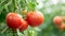 Vibrant Heirloom Tomatoes: Captivating Greenhouse Gems Brimming with Freshness and Splendor