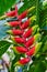 Vibrant Heliconia Flower in Lush Greenhouse Setting
