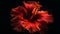 Vibrant hibiscus blossom glows in dark studio generated by AI