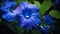 Vibrant hibiscus blossom in a wet summer garden generated by AI