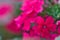 Vibrant hot pink verbena flowers and flower buds macro, dramatic vivid colors, blurred background